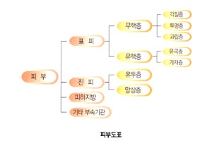 피부의 조직구 육종