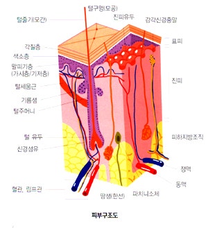 피부의 조직구 육종