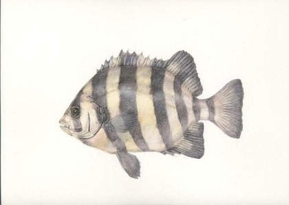 바다 물고기 이름