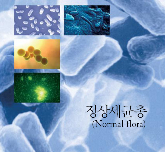  정상세균총(Normal flora)
